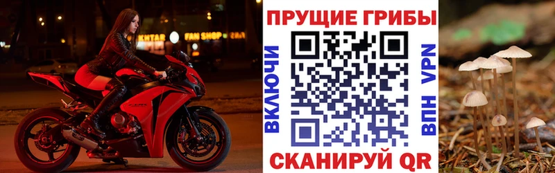 Купить закладки  Юрюзань  Псилоцибиновые грибы Psilocybe 